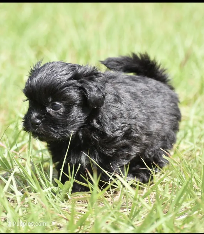 Ireland  – Shih Tzu, Toy Australian Shepherd puppy for sale in Palm Coast, FL