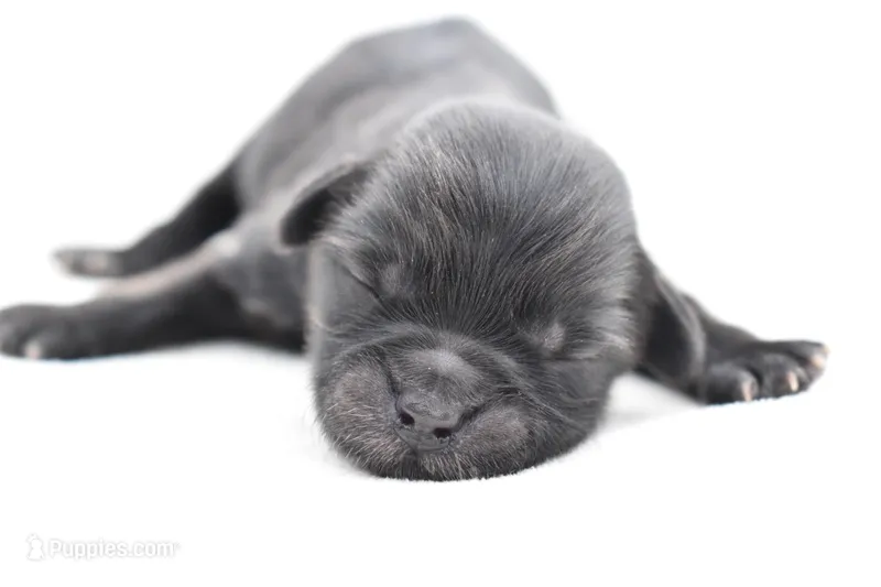 Ireland  – Shih Tzu, Toy Australian Shepherd puppy for sale in Palm Coast, FL