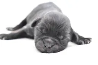 Ireland , a female Shih Tzu and Toy Australian Shepherd for sale in Palm Coast, FL – Photo 1 of 5