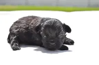 Ireland , a female Shih Tzu and Toy Australian Shepherd for sale in Palm Coast, FL – Photo 4 of 5