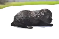 Ireland , a female Shih Tzu and Toy Australian Shepherd for sale in Palm Coast, FL – Photo 3 of 5