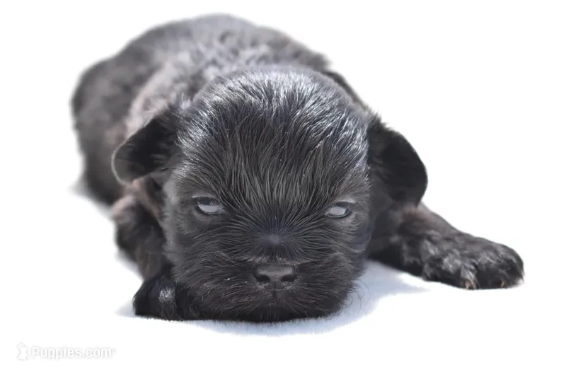 Ireland  – Shih Tzu, Toy Australian Shepherd puppy for sale in Palm Coast, FL