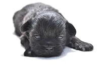Ireland , a female Shih Tzu and Toy Australian Shepherd for sale in Palm Coast, FL – Photo 1 of 5