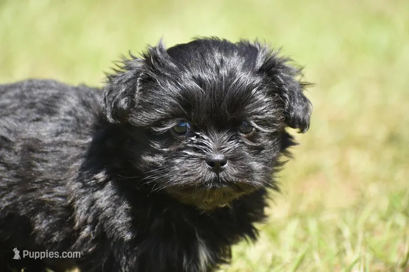 Ireland  – Shih Tzu, Toy Australian Shepherd puppy for sale in Palm Coast, FL