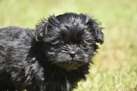 Ireland , a female Shih Tzu and Toy Australian Shepherd for sale in Palm Coast, FL – Photo 1 of 6