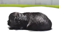 Ireland , a female Shih Tzu and Toy Australian Shepherd for sale in Palm Coast, FL – Photo 5 of 5