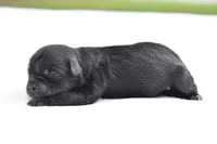 Ireland , a female Shih Tzu and Toy Australian Shepherd for sale in Palm Coast, FL – Photo 2 of 5