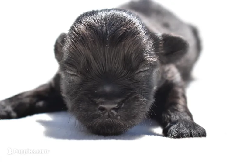 Ireland  – Shih Tzu, Toy Australian Shepherd puppy for sale in Palm Coast, FL
