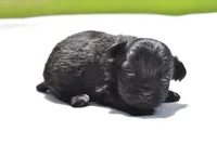 Ireland , a female Shih Tzu and Toy Australian Shepherd for sale in Palm Coast, FL – Photo 2 of 5