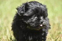 Ireland , a female Shih Tzu and Toy Australian Shepherd for sale in Palm Coast, FL – Photo 5 of 6