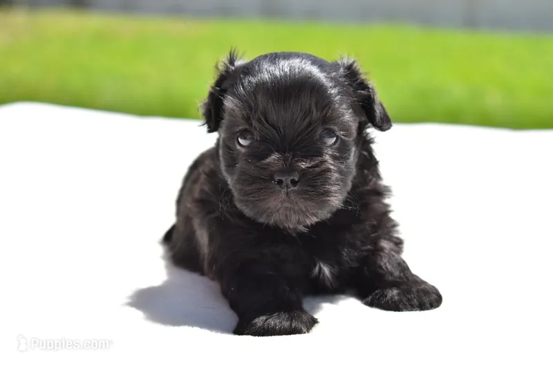 Ireland  – Shih Tzu, Toy Australian Shepherd puppy for sale in Palm Coast, FL