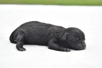 Ireland , a female Shih Tzu and Toy Australian Shepherd for sale in Palm Coast, FL – Photo 3 of 5