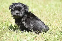 Ireland , a female Shih Tzu and Toy Australian Shepherd for sale in Palm Coast, FL – Photo 3 of 6