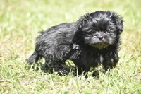 Ireland , a female Shih Tzu and Toy Australian Shepherd for sale in Palm Coast, FL – Photo 2 of 6