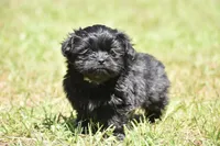 Ireland , a female Shih Tzu and Toy Australian Shepherd for sale in Palm Coast, FL – Photo 4 of 6