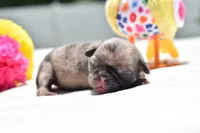 Bumble , a male Pug for sale in Palm Coast, FL – 1 of 6