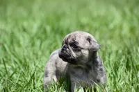 Buzz, a male Pug for sale in Palm Coast, FL – 3 of 6