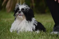 Rice Pudding, a female Shih Tzu for sale in Palm Coast, FL – 3 of 5