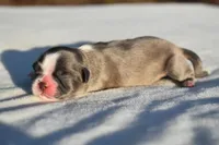 Horton , a male Shih Tzu for sale in Palm Coast, FL – Photo 3 of 4