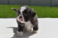 Horton , a male Shih Tzu for sale in Palm Coast, FL – Photo 4 of 5