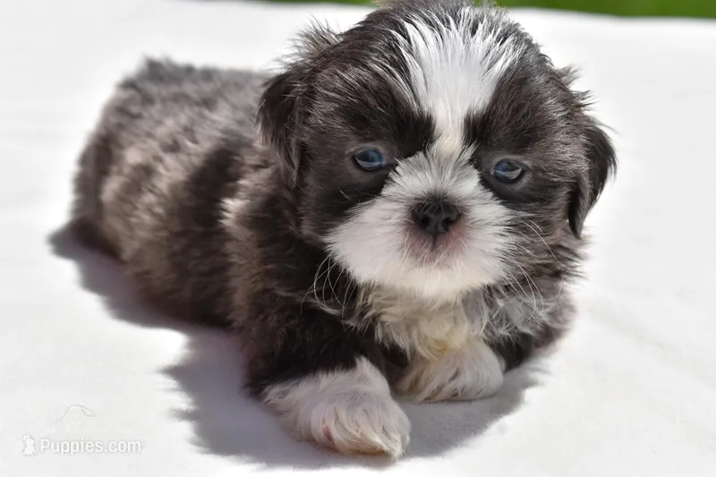 Horton  – Shih Tzu puppy for sale in Palm Coast, FL