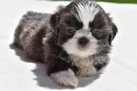 Horton , a male Shih Tzu for sale in Palm Coast, FL – Photo 1 of 5