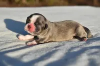 Horton , a male Shih Tzu for sale in Palm Coast, FL – Photo 4 of 4