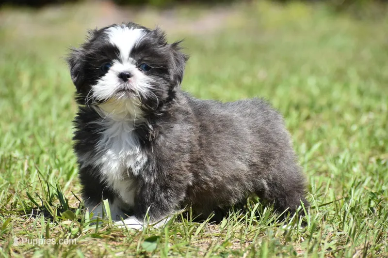 Horton  – Shih Tzu puppy for sale in Palm Coast, FL