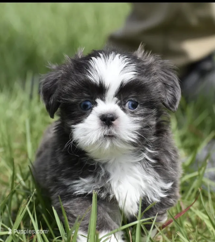 Horton  – Shih Tzu puppy for sale in Palm Coast, FL