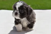 Horton , a male Shih Tzu for sale in Palm Coast, FL – Photo 3 of 5