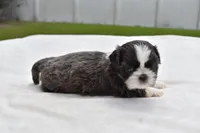 Horton , a male Shih Tzu for sale in Palm Coast, FL – Photo 2 of 3