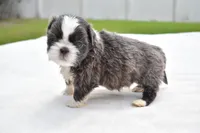 Horton , a male Shih Tzu for sale in Palm Coast, FL – Photo 3 of 3
