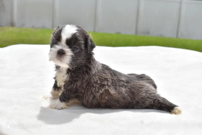 Horton  – Shih Tzu puppy for sale in Palm Coast, FL