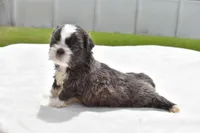 Horton , a male Shih Tzu for sale in Palm Coast, FL – Photo 1 of 3