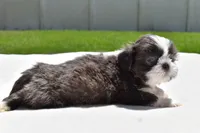 Horton , a male Shih Tzu for sale in Palm Coast, FL – Photo 2 of 5