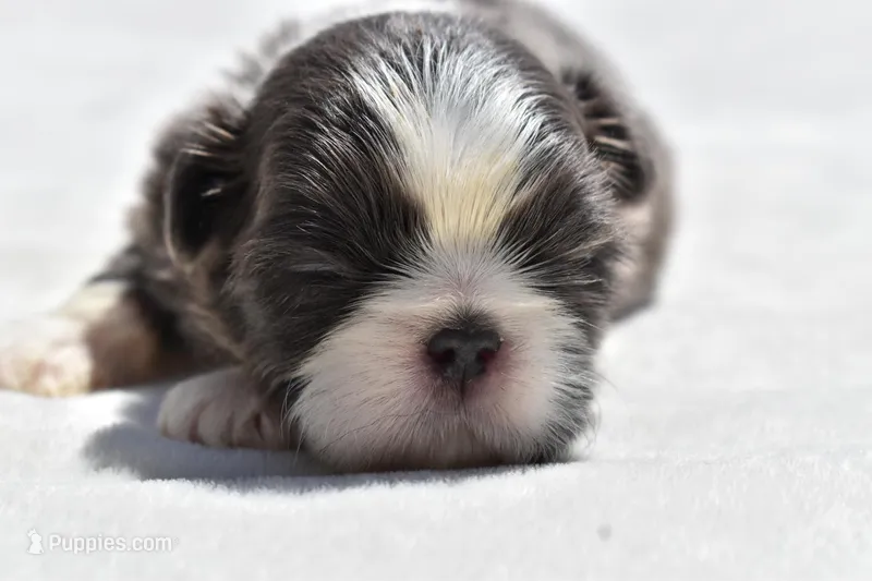 Horton  – Shih Tzu puppy for sale in Palm Coast, FL