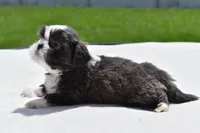 Horton , a male Shih Tzu for sale in Palm Coast, FL – Photo 5 of 5