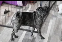 Dizzy , a female Pug for sale in Palm Coast, FL – 2 of 2