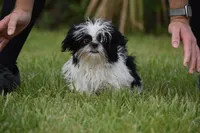 Rice Pudding, a female Shih Tzu for sale in Palm Coast, FL – 5 of 5