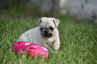 Maple , a female Pug for sale in Palm Coast, FL – 3 of 7