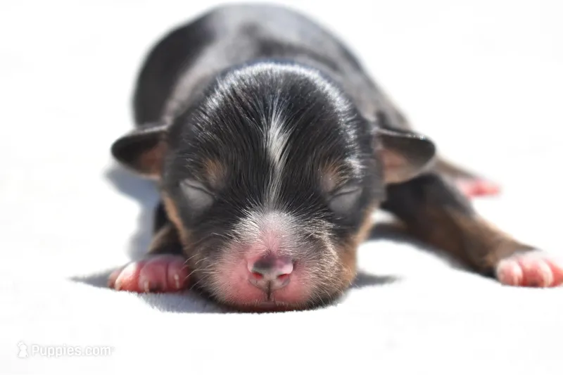 Sir Onyx – Toy Australian Shepherd puppy for sale in Palm Coast, FL