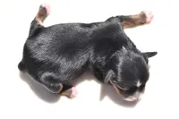 Sir Onyx, a male Toy Australian Shepherd for sale in Palm Coast, FL – Photo 2 of 4