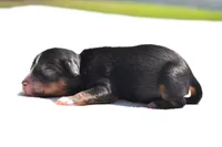 Sir Onyx, a male Toy Australian Shepherd for sale in Palm Coast, FL – Photo 4 of 4