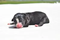 Atlas, a male Toy Australian Shepherd for sale in Palm Coast, FL – 2 of 2