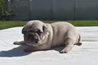 Maple Blue Eyes! , a female Pug for sale in Palm Coast, FL – 4 of 8