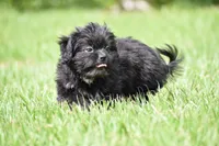 Paddy , a male Shih Tzu and Toy Australian Shepherd for sale in Palm Coast, FL – 3 of 9