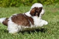 Bread Pudding , a male Shih Tzu for sale in Palm Coast, FL – 9 of 10