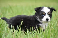 Orion, a male Toy Australian Shepherd for sale in Palm Coast, FL – 4 of 7
