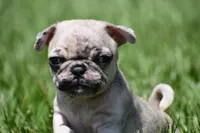 Corn Bread , a male Pug for sale in Palm Coast, FL – 6 of 6