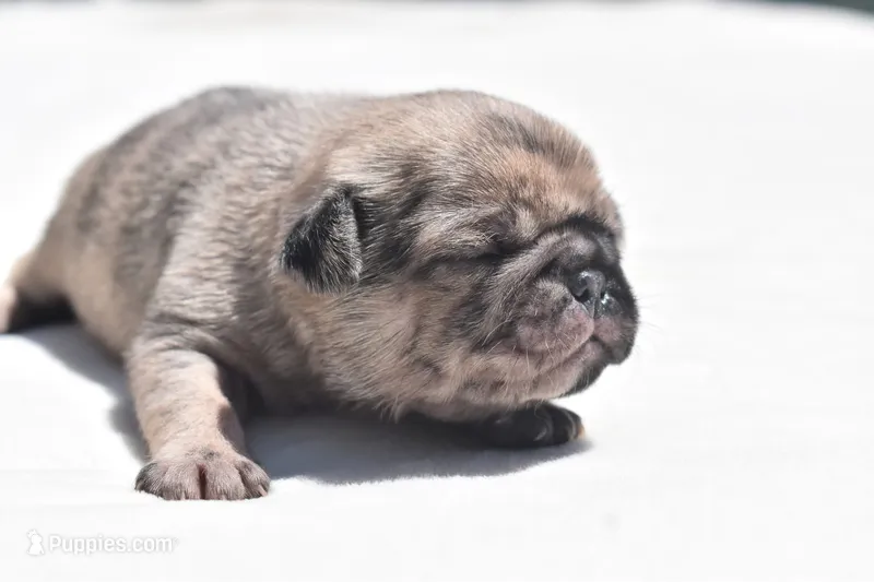 Bumble  – Pug puppy for sale in Palm Coast, FL